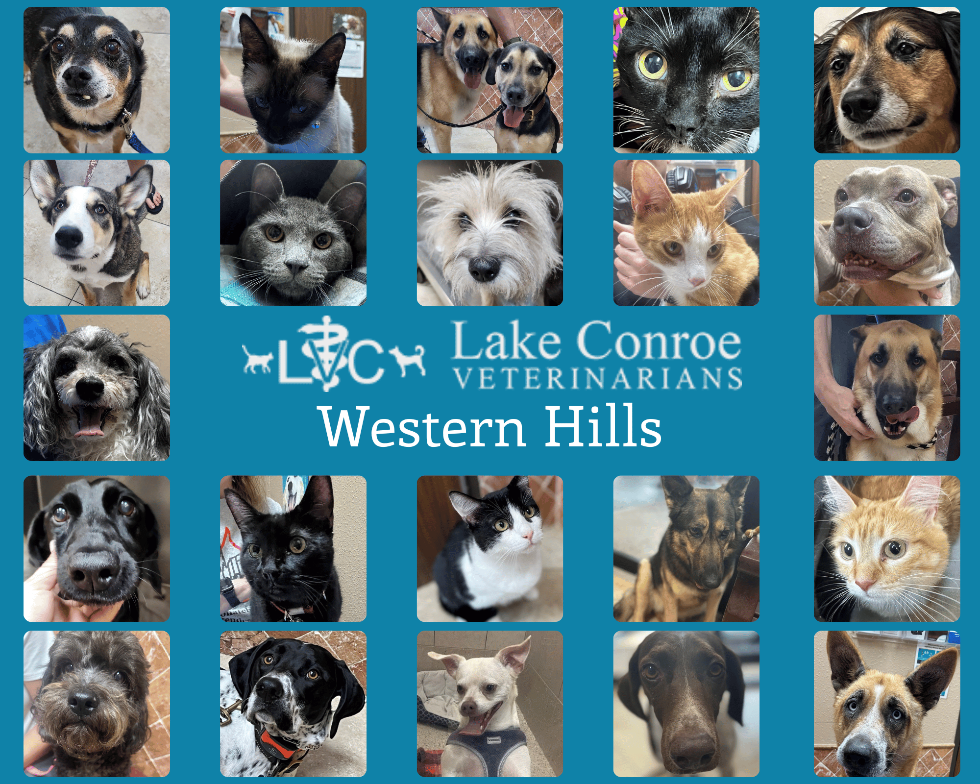 Western Hills Pet Photos
