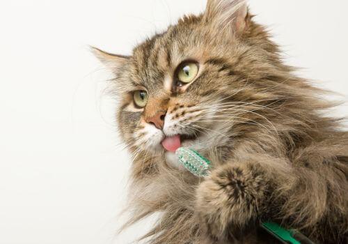 Cat brushing teeth, Lake Conroe Veterinarians Texas, USA