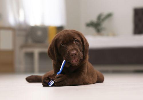 Chocolate labrador puppy with toothbrush.