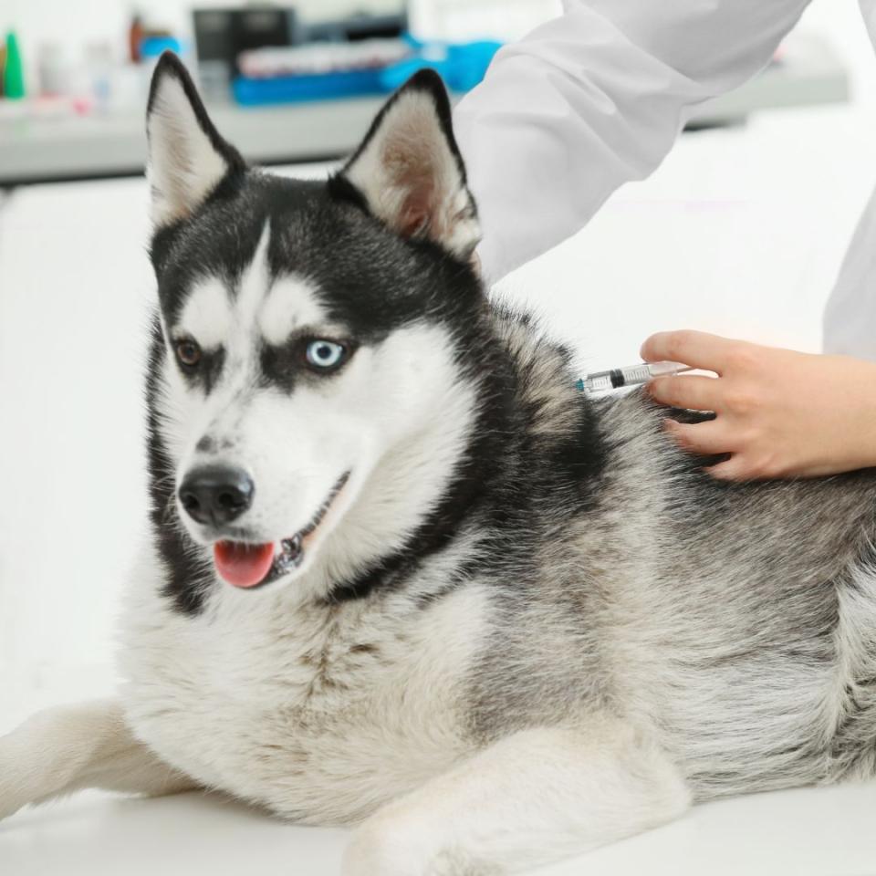 Dog Vaccinations Lake Conroe Vet