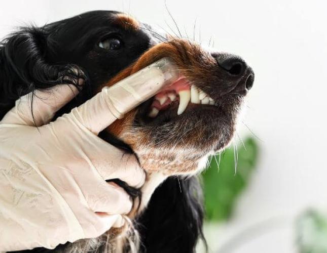 Inside the Canine Tooth: Exploring Endodontic Care for Dogs