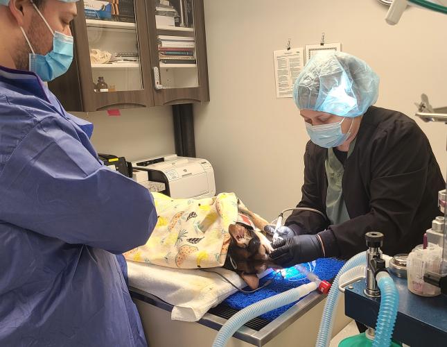 The Crucial Role of Anesthesia in Veterinary Dental Care