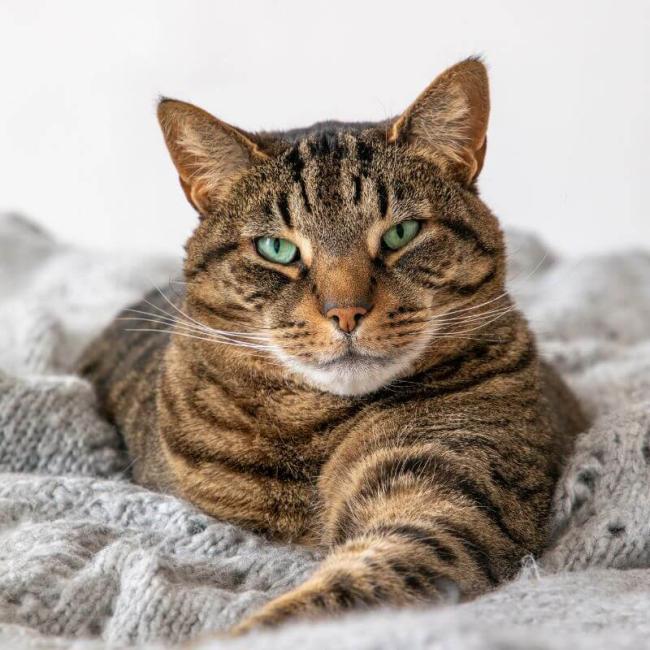 Cat services at Lake Conroe Animal Hospital